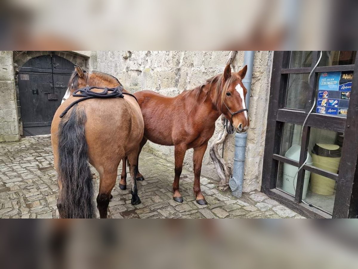 Inne kuce/małe konie Klacz 5 lat 139 cm Kasztanowata in Neu Steinhorst