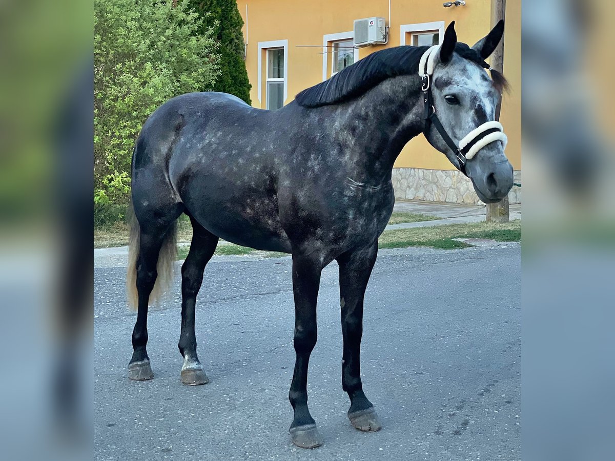 Inne kuce/małe konie Klacz 5 lat 143 cm in Deggendorf