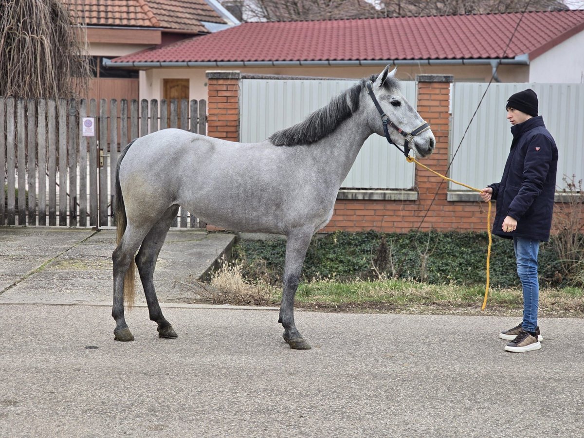 Inne kuce/małe konie Klacz 5 lat 143 cm in Deggendorf