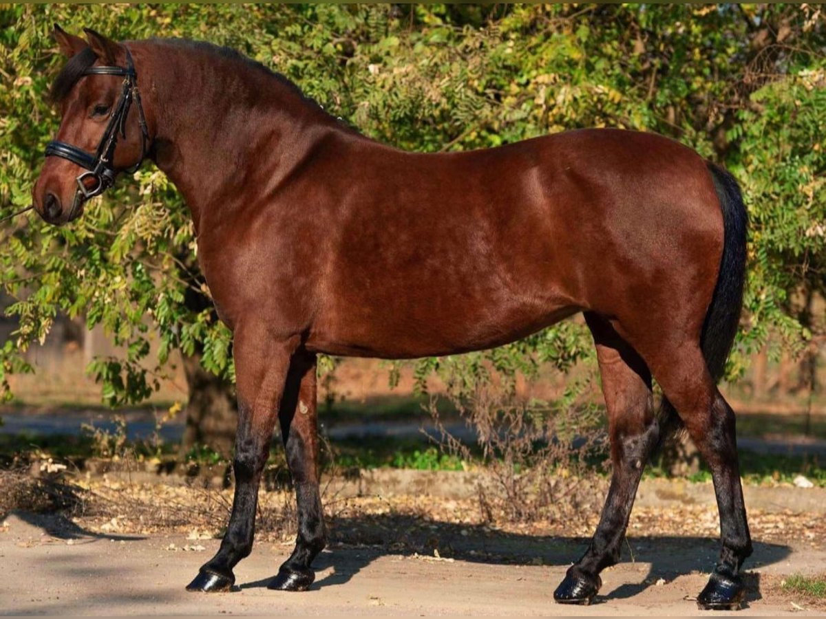 Inne kuce/małe konie Klacz 5 lat 145 cm in Deggendorf