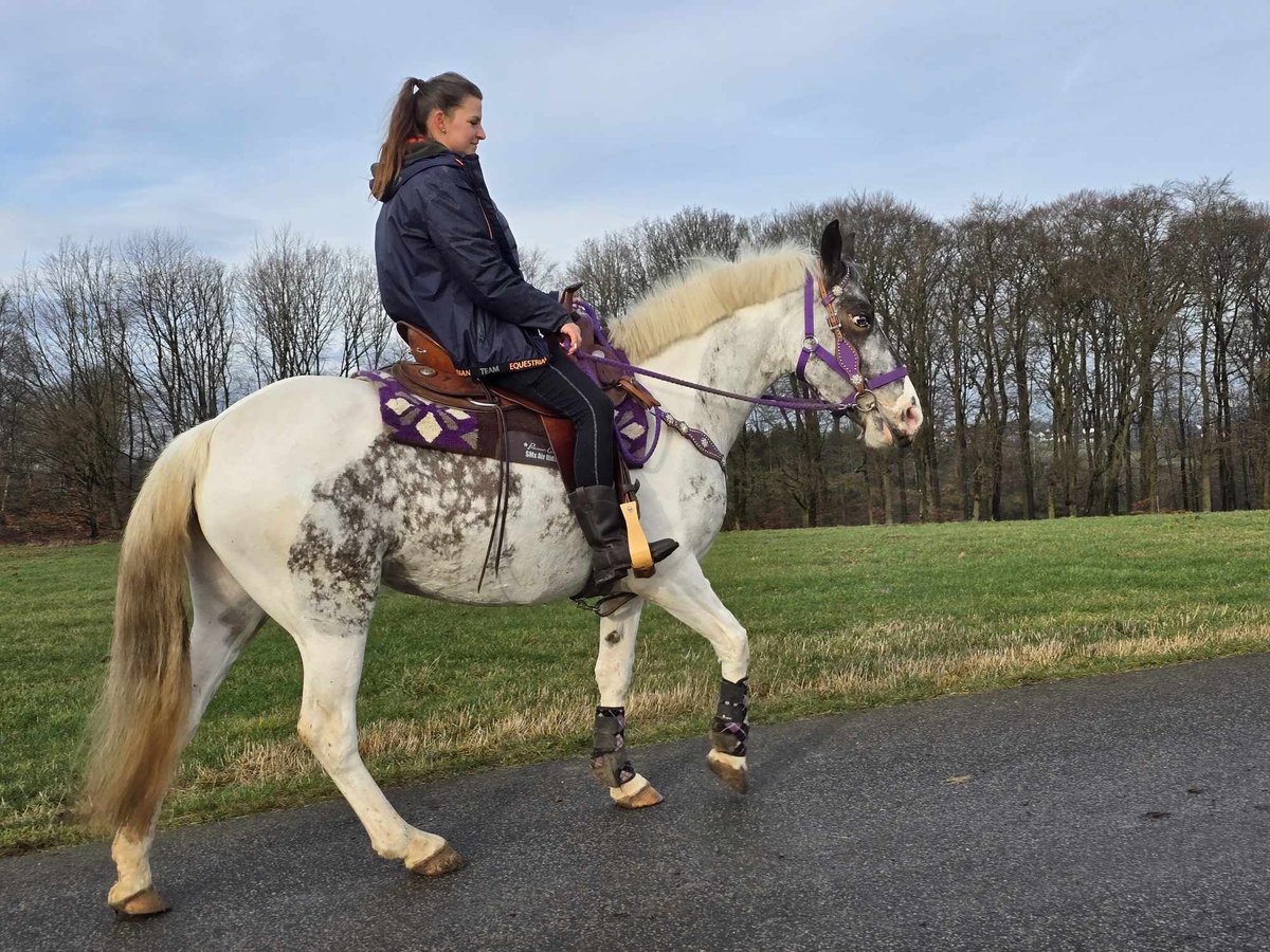 Inne kuce/małe konie Klacz 5 lat 146 cm Srokata in Linkenbach