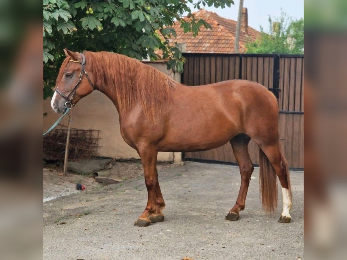 Inne kuce/małe konie Klacz 5 lat 157 cm Kasztanowata in Deggendorf