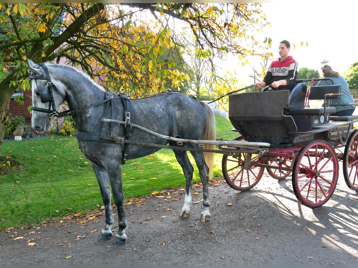 Inne kuce/małe konie Klacz 6 lat 151 cm in Dorsten