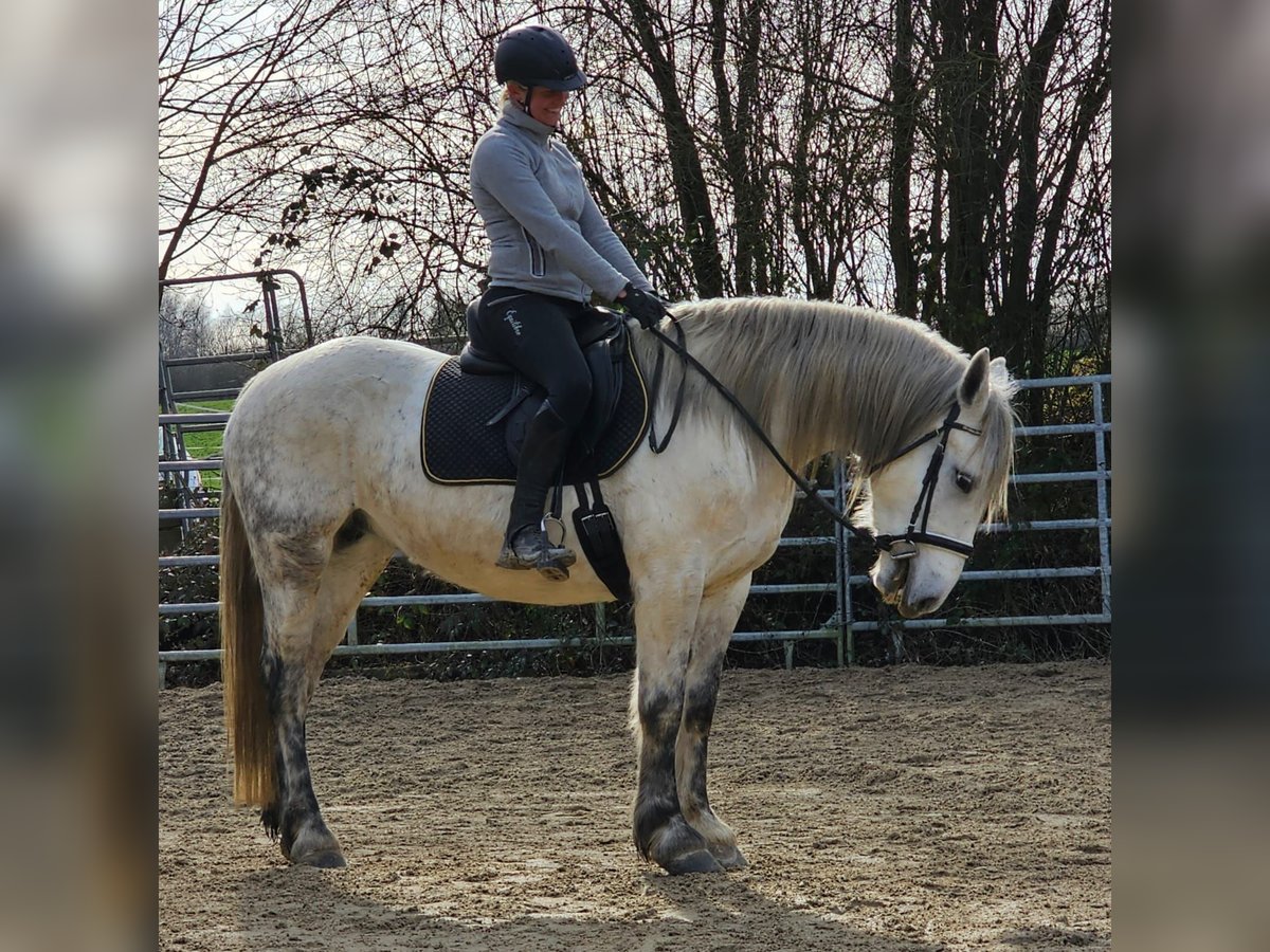 Inne kuce/małe konie Klacz 6 lat 151 cm Siwa jabłkowita in Bad Camberg