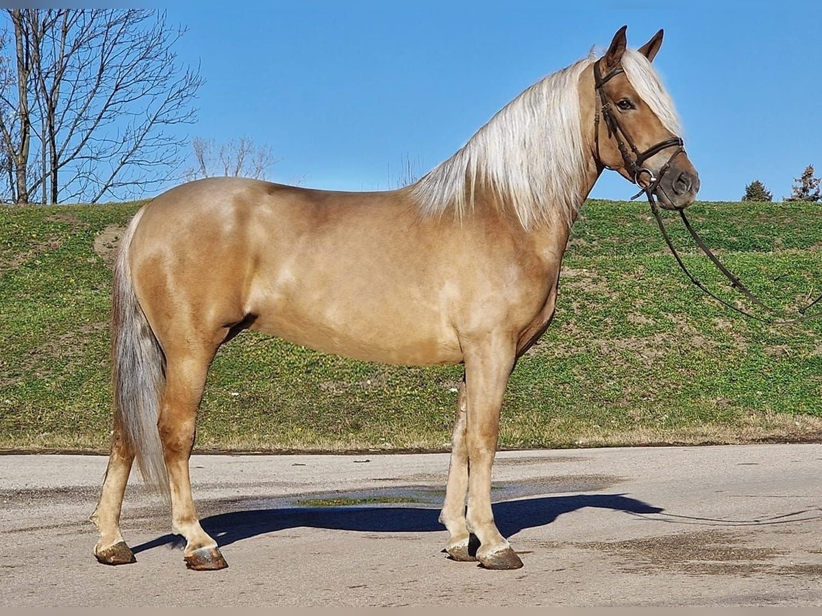 Inne kuce/małe konie Klacz 6 lat 153 cm in Deggendorf