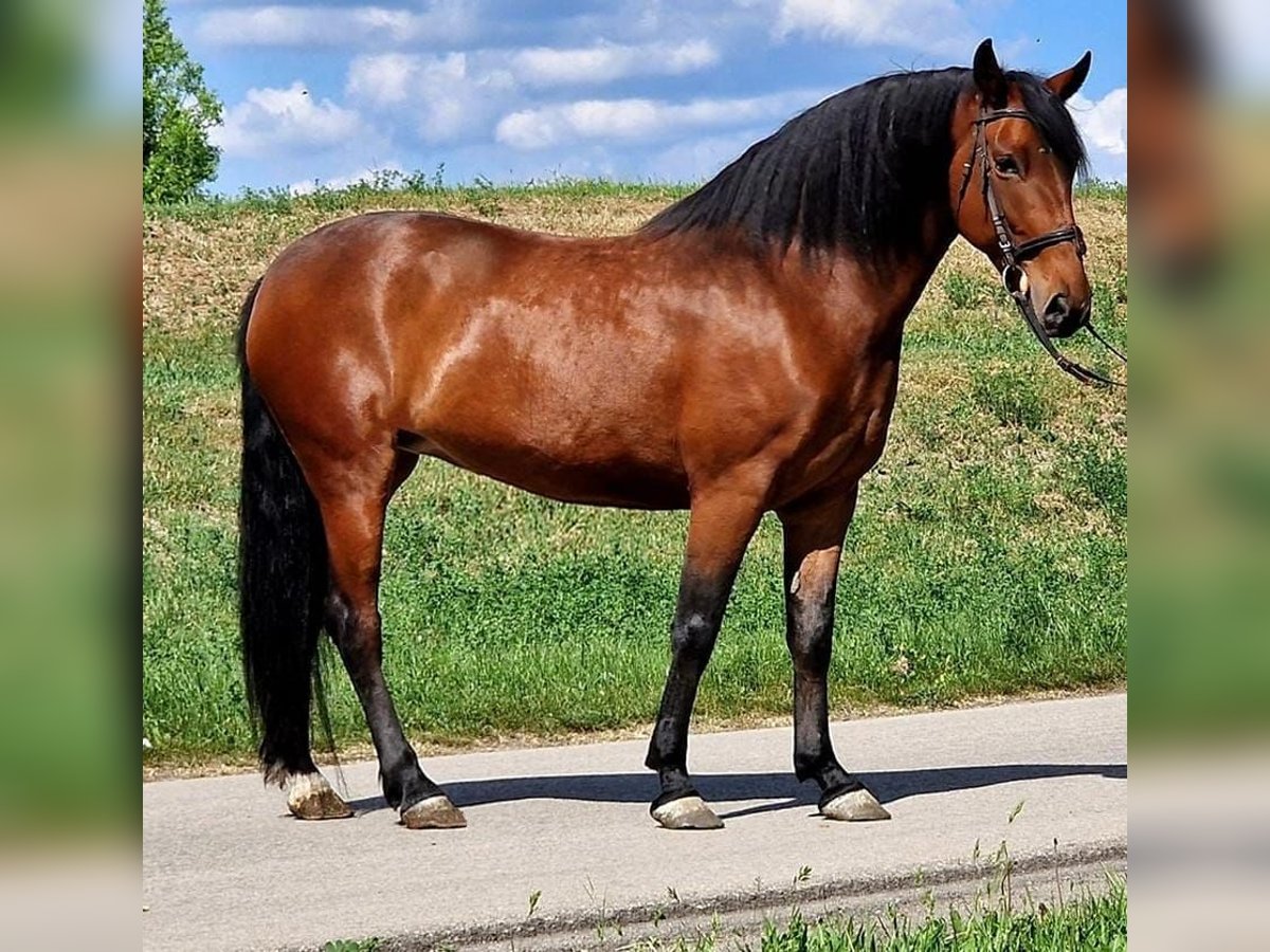 Inne kuce/małe konie Klacz 6 lat 160 cm Gniada in Deggendorf