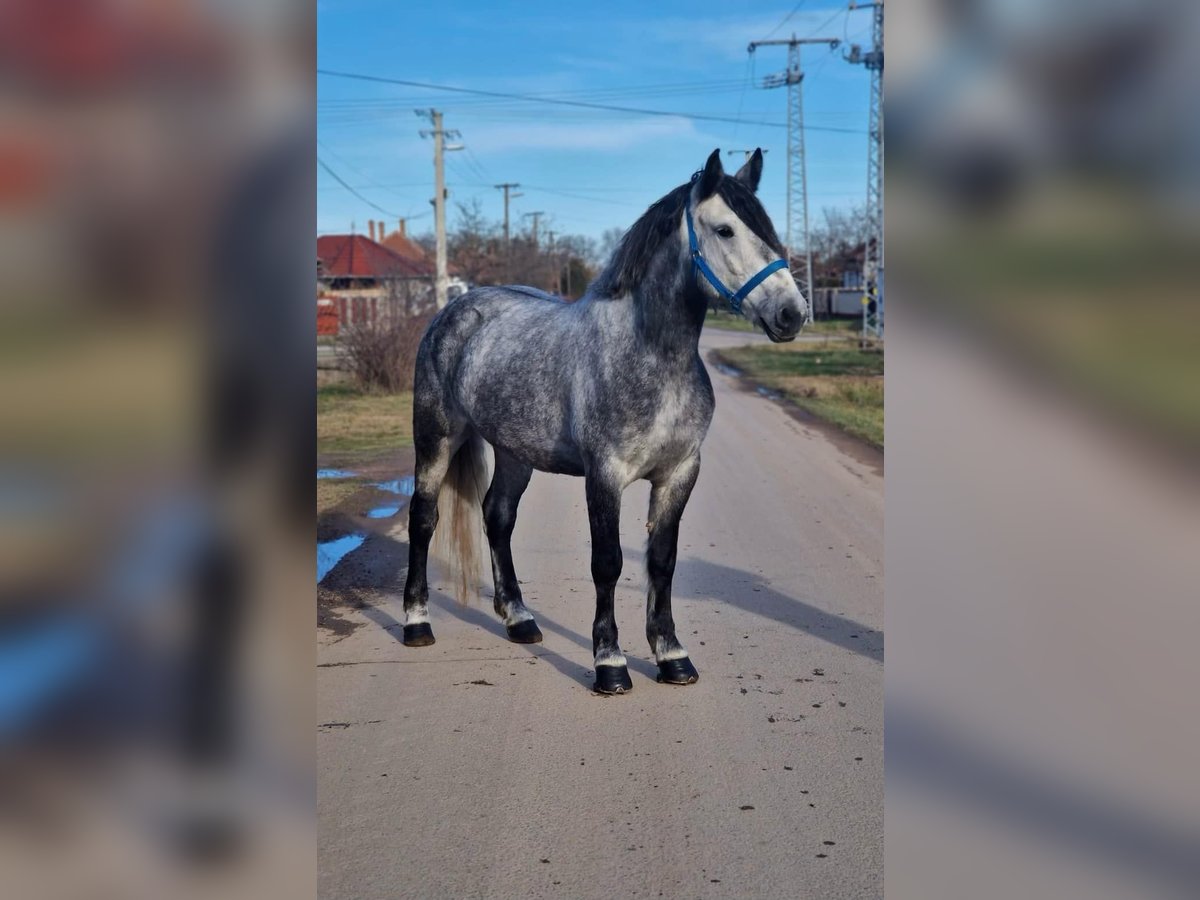 Inne kuce/małe konie Klacz 6 lat 160 cm in Deggendorf