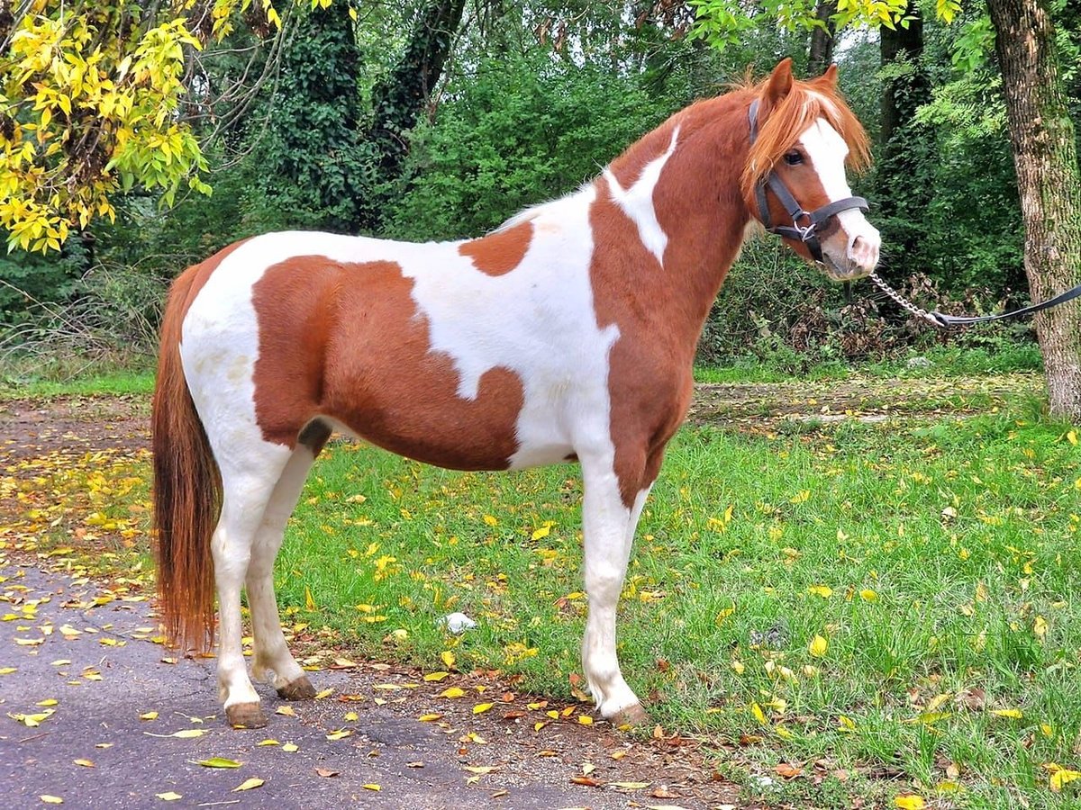 Inne kuce/małe konie Klacz 7 lat 122 cm in Deggendorf