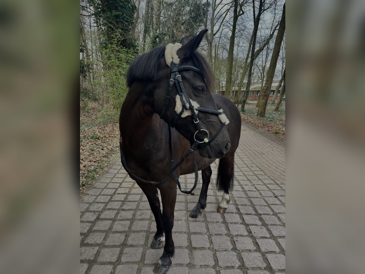 Inne kuce/małe konie Klacz 7 lat 140 cm Gniada in Bremen