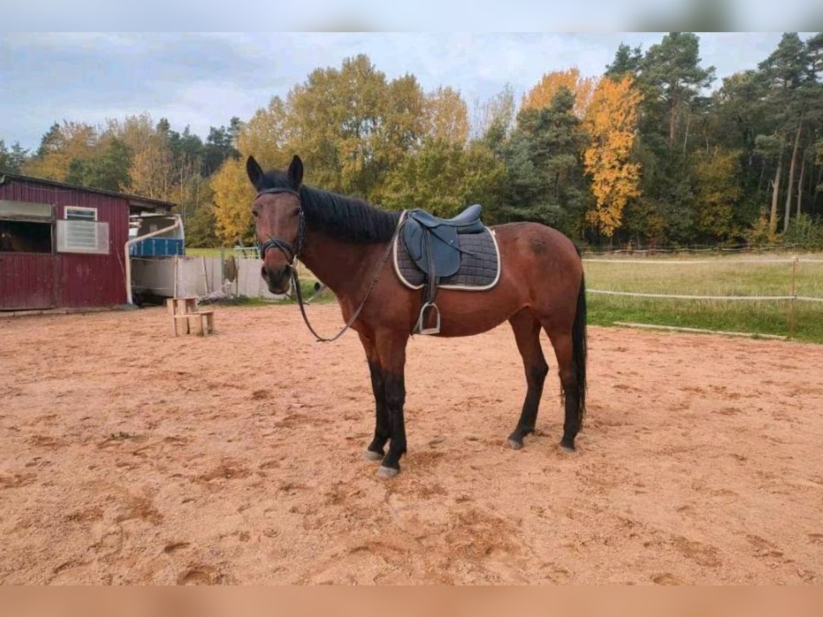 Inne kuce/małe konie Mix Klacz 7 lat 148 cm Gniada in Dentlein am Forst