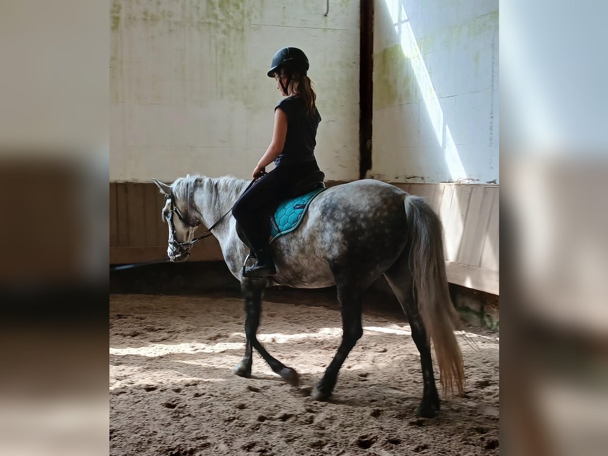 Inne kuce/małe konie Klacz 7 lat 150 cm Siwa in Schönau