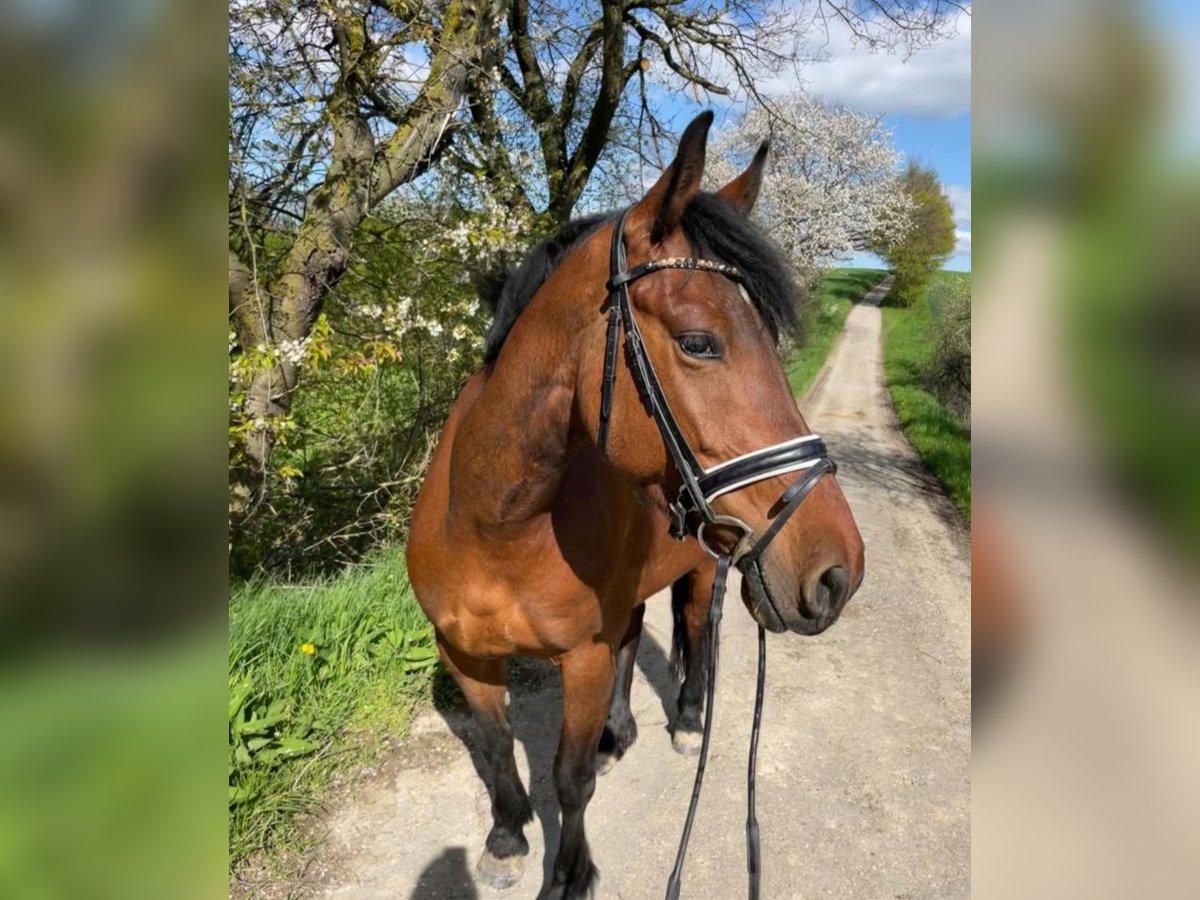 Inne kuce/małe konie Klacz 7 lat 153 cm Ciemnogniada in Warstein