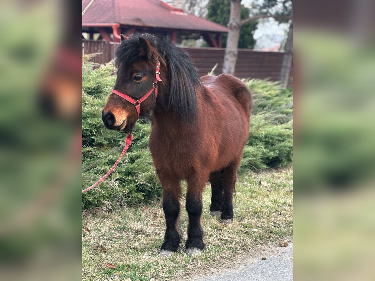 Inne kuce/małe konie Klacz 8 lat 115 cm Gniada in Deggendorf