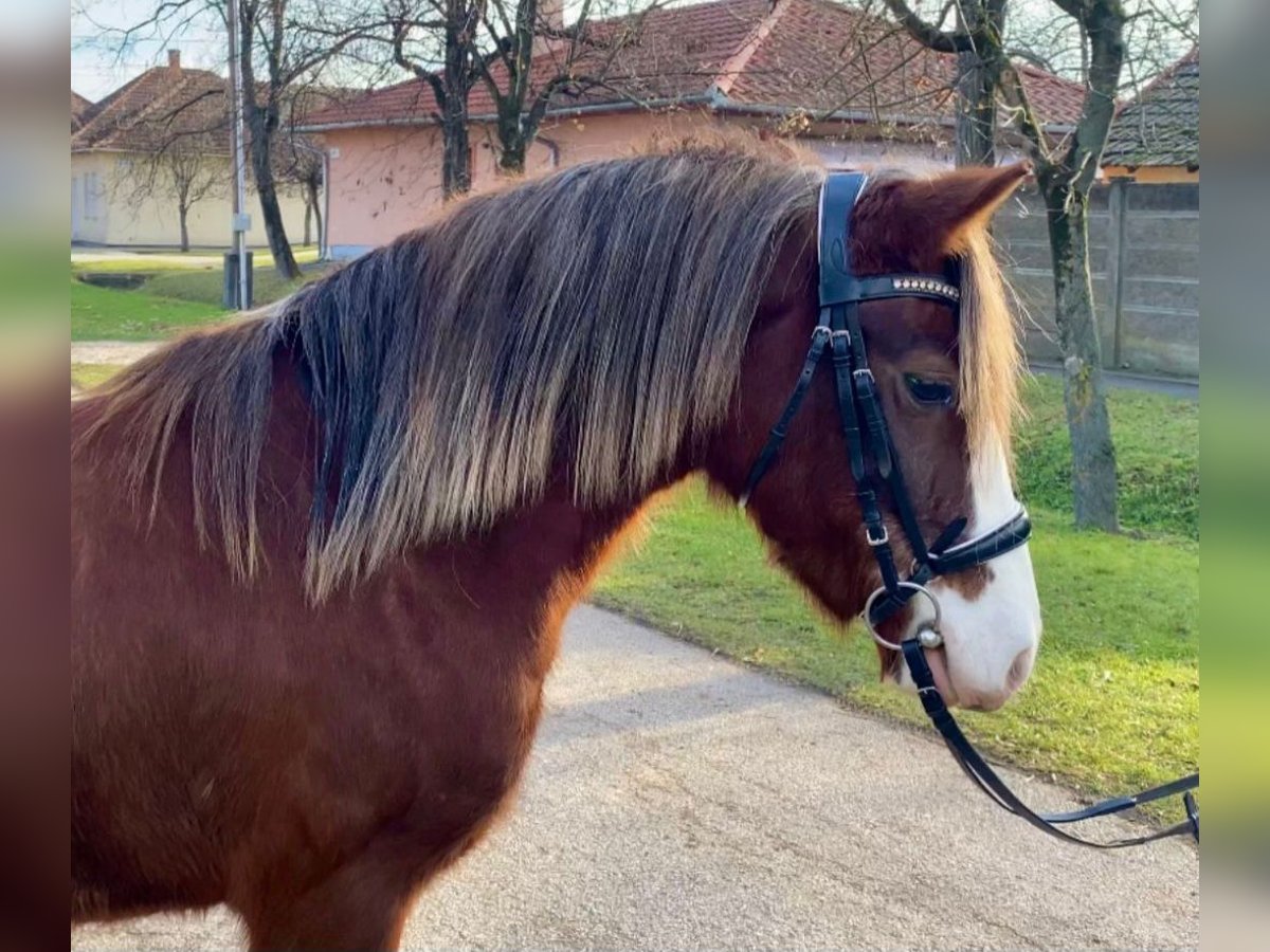 Inne kuce/małe konie Klacz 8 lat 123 cm Kasztanowata in Rechnitz