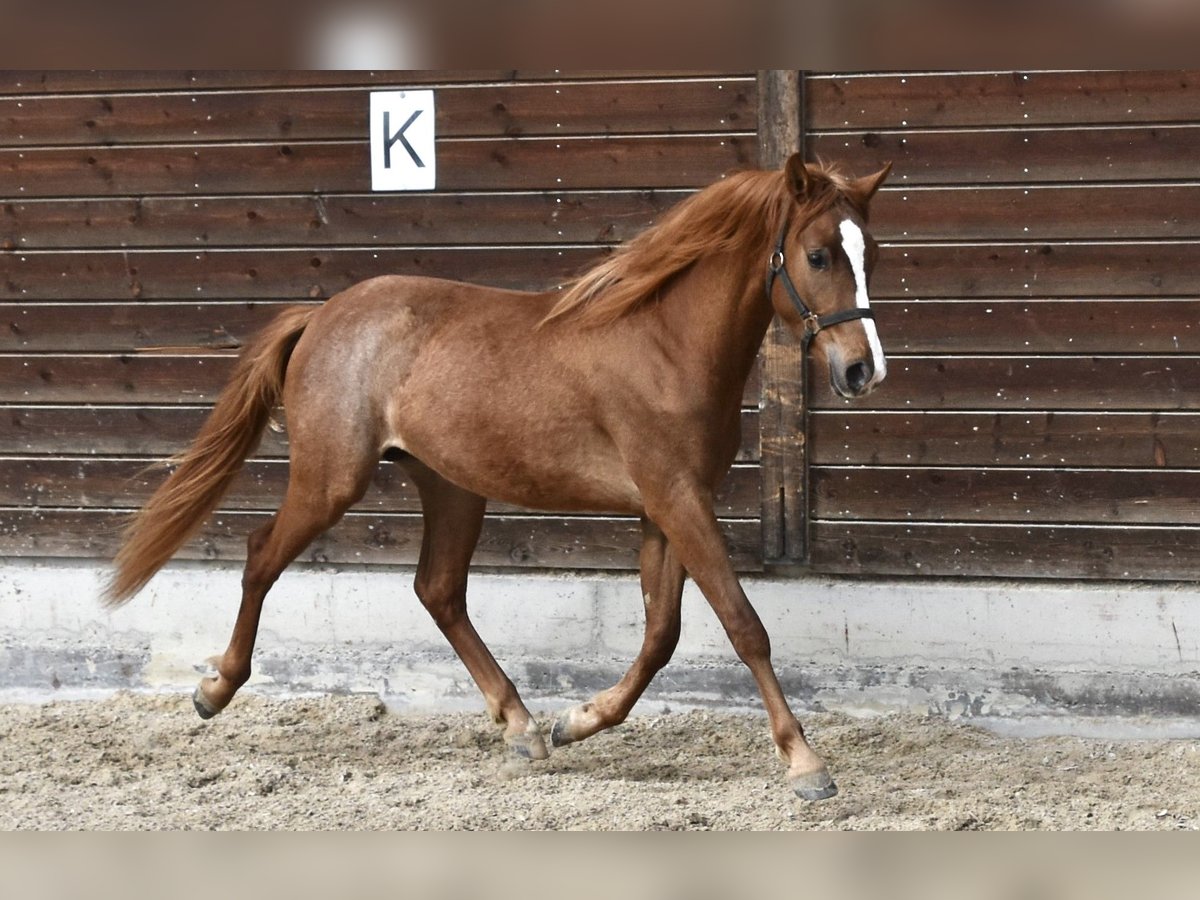 Inne kuce/małe konie Wałach 3 lat 145 cm Kasztanowata in Muri AG