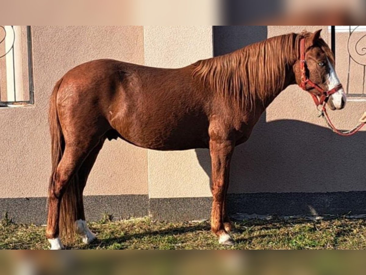 Inne kuce/małe konie Wałach 5 lat 140 cm in Deggendorf