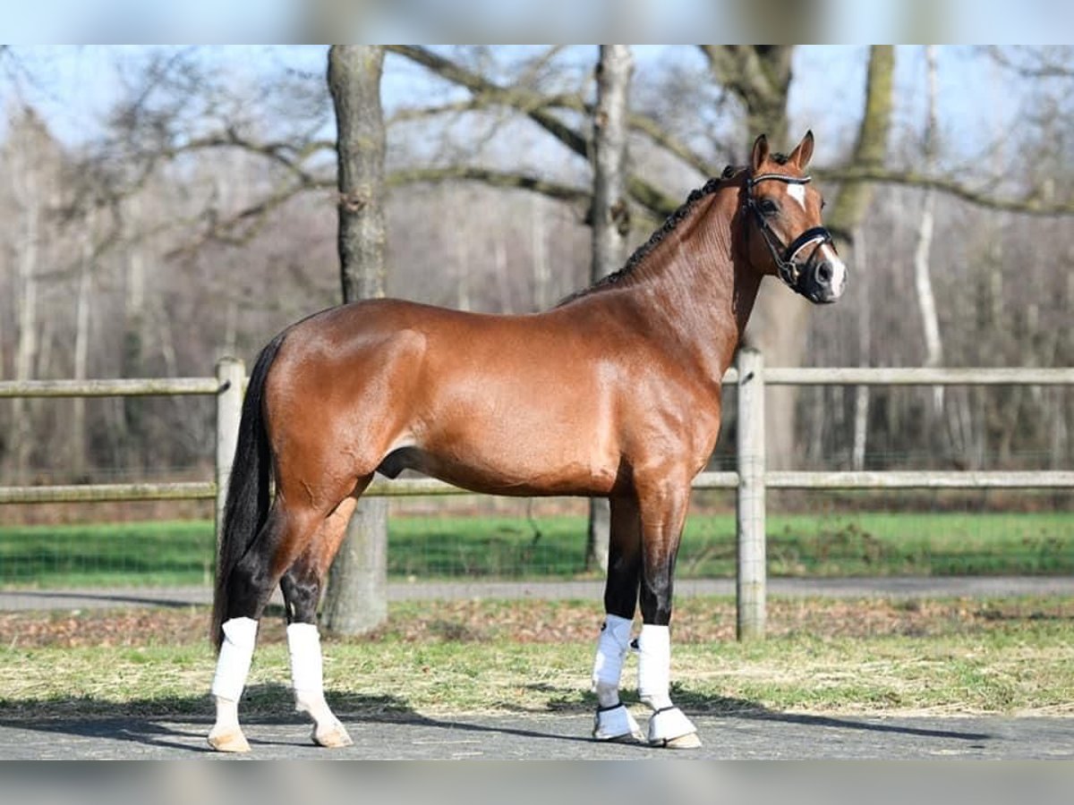 Inne kuce/małe konie Wałach 6 lat 148 cm Gniada in Heiloo