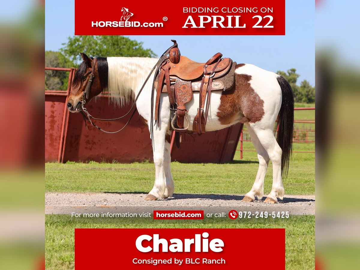 Inne kuce/małe konie Wałach 7 lat 135 cm in Grand Saline, TX