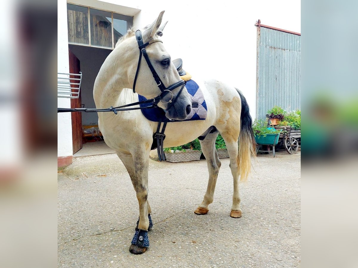 Inne kuce/małe konie Wałach 8 lat 140 cm Siwa in Böheimkirchen