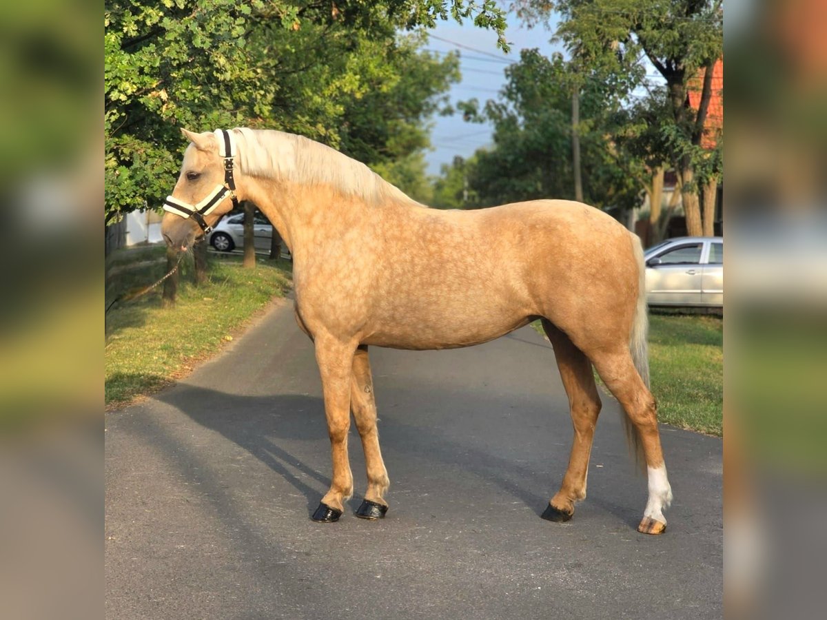 Inne kuce/małe konie Klacz 10 lat 155 cm Izabelowata in B&#xE9;k&#xE9;scsaba