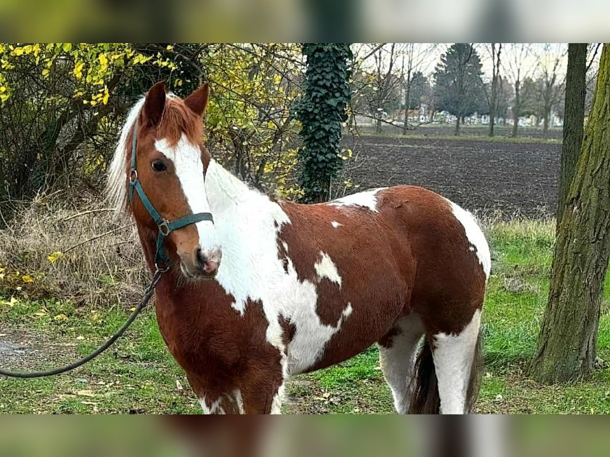 Inne kuce/małe konie Klacz 11 lat 147 cm Srokata in B&#xE9;k&#xE9;scsaba
