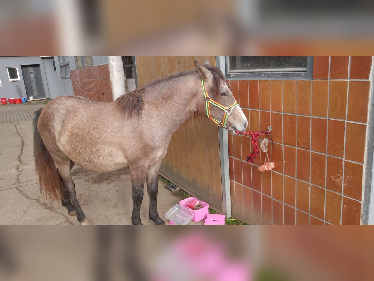 Inne kuce/małe konie Klacz 2 lat 140 cm Bułana in Walmenroth