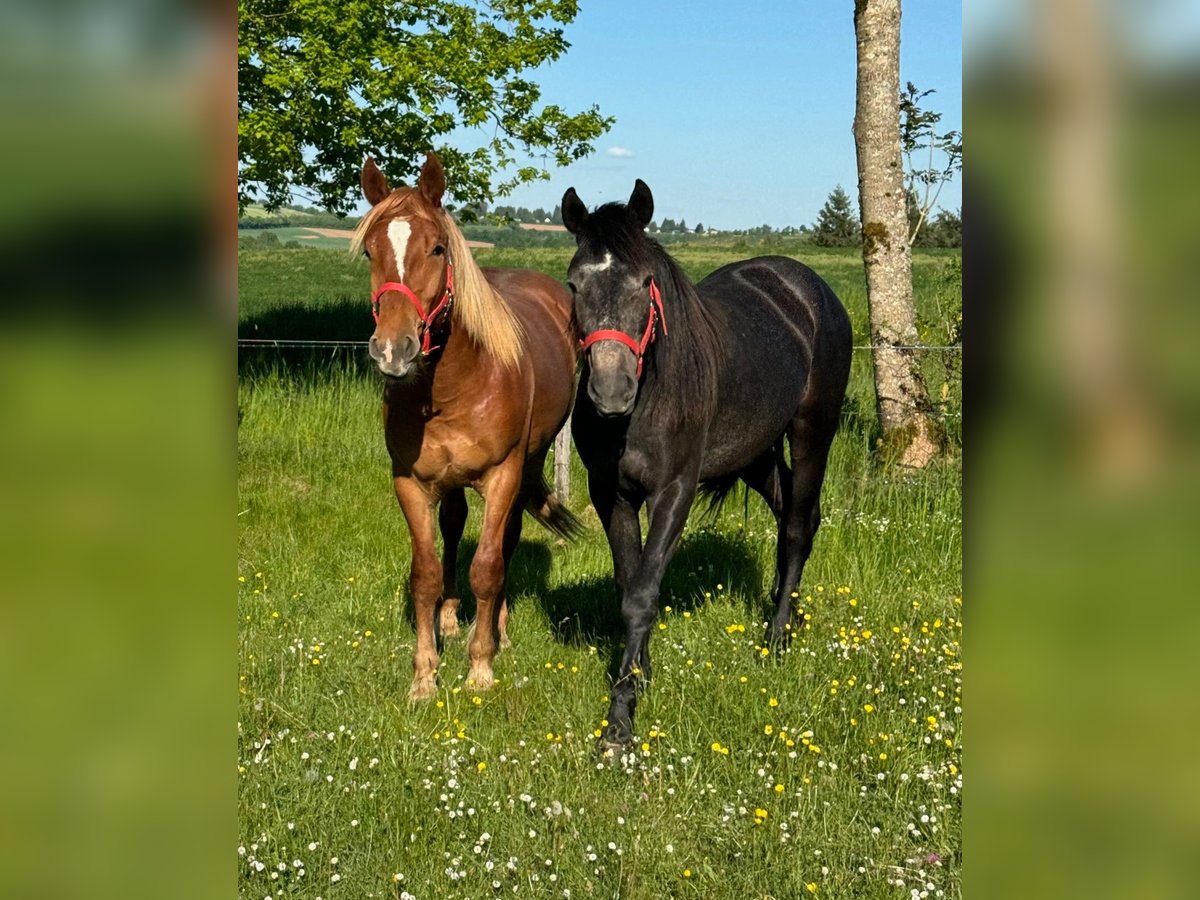 Inne kuce/małe konie Klacz 2 lat 155 cm Może być siwy in Daleiden
