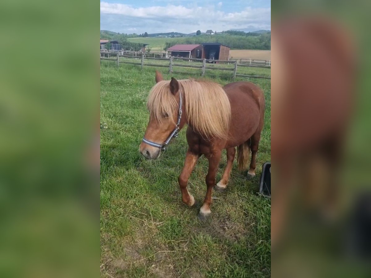 Inne kuce/małe konie Klacz 3 lat 130 cm Kasztanowata in Rechnitz