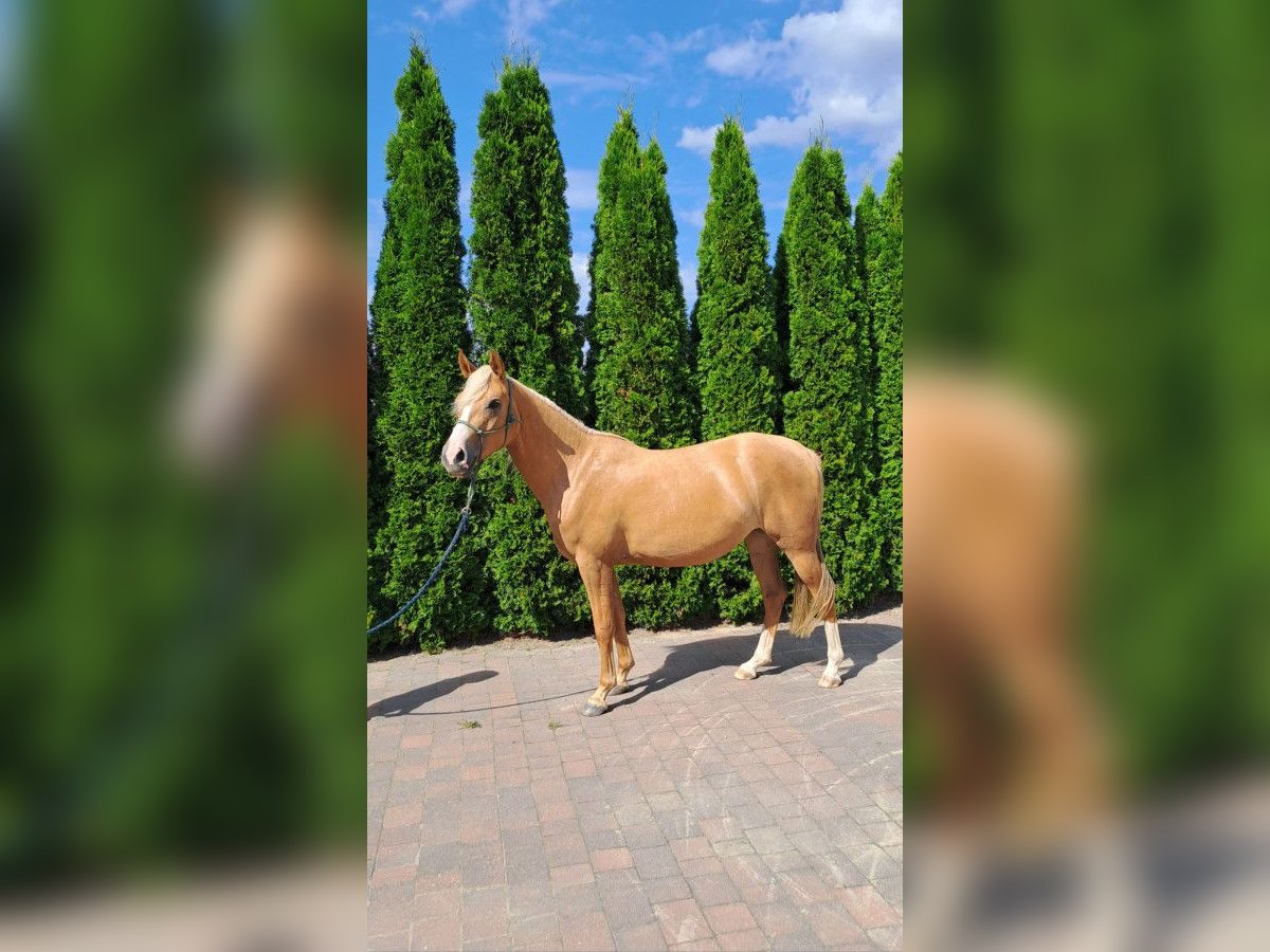 Inne kuce/małe konie Mix Klacz 3 lat 140 cm Izabelowata in Sul&#xF3;w