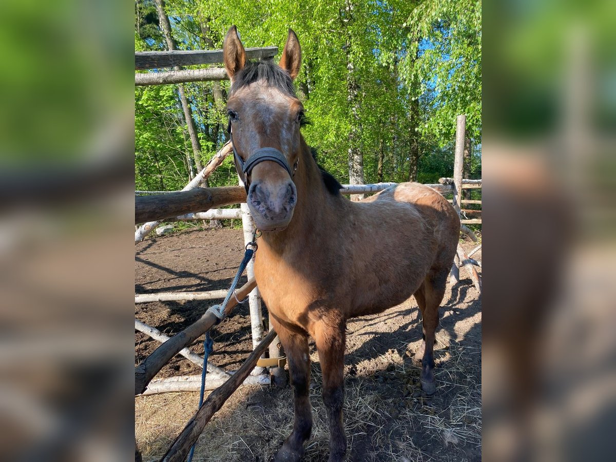 Inne kuce/małe konie Klacz 3 lat 160 cm Tarantowata in Przeryty B&#xF3;r