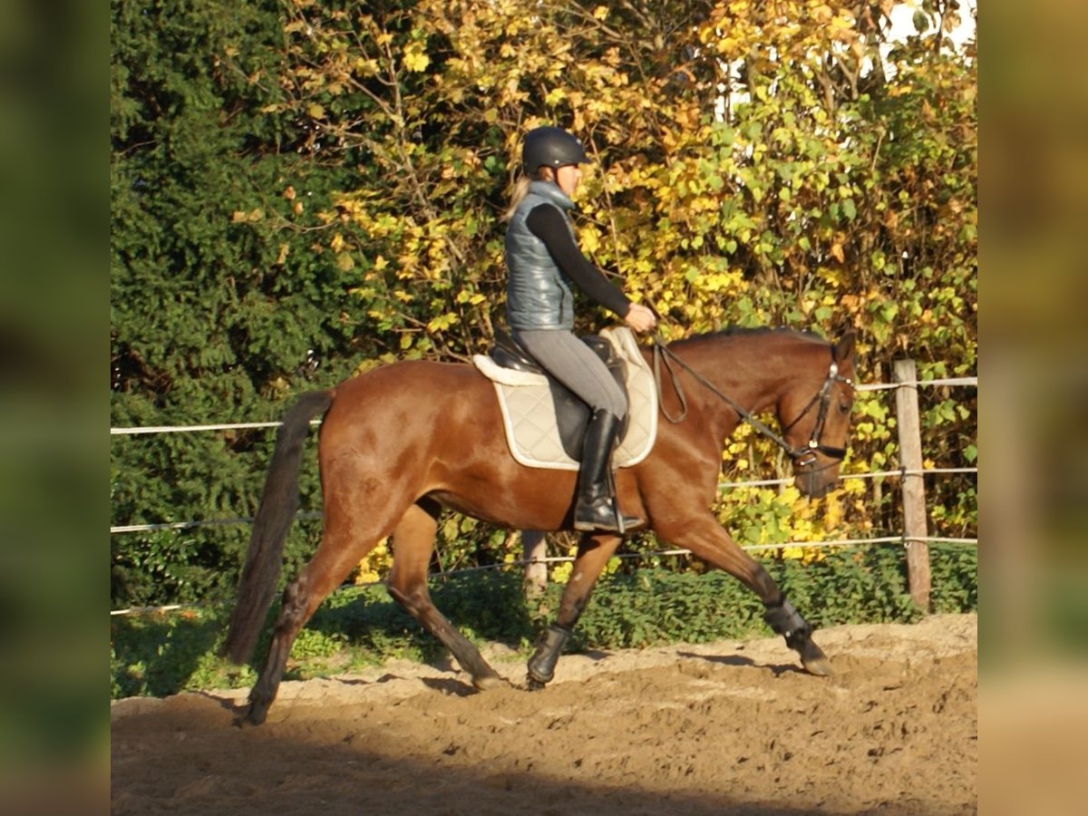 Inne kuce/małe konie Klacz 4 lat 152 cm Gniada in Velpke