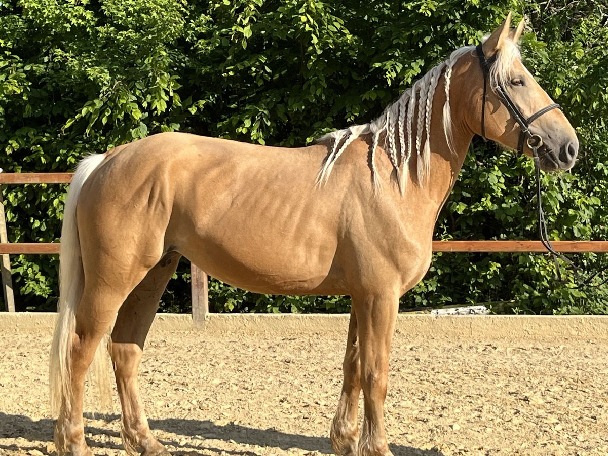 Inne kuce/małe konie Klacz 4 lat 163 cm Izabelowata in Ursensollen