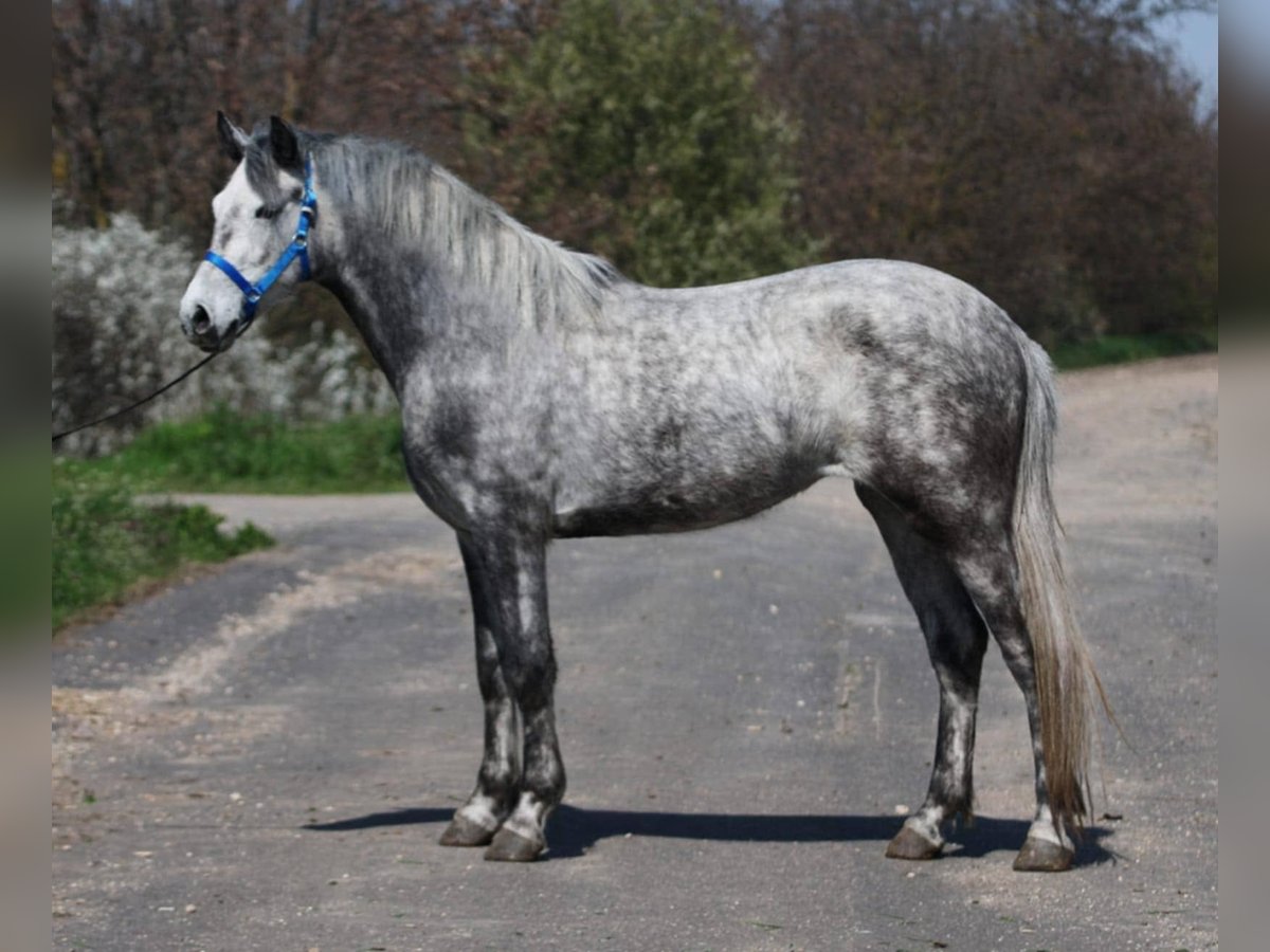 Inne kuce/małe konie Klacz 5 lat 149 cm Siwa in Szarvas