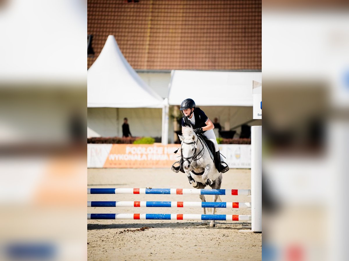 Inne kuce/małe konie Klacz 9 lat 125 cm Siwa jabłkowita in Czempiń