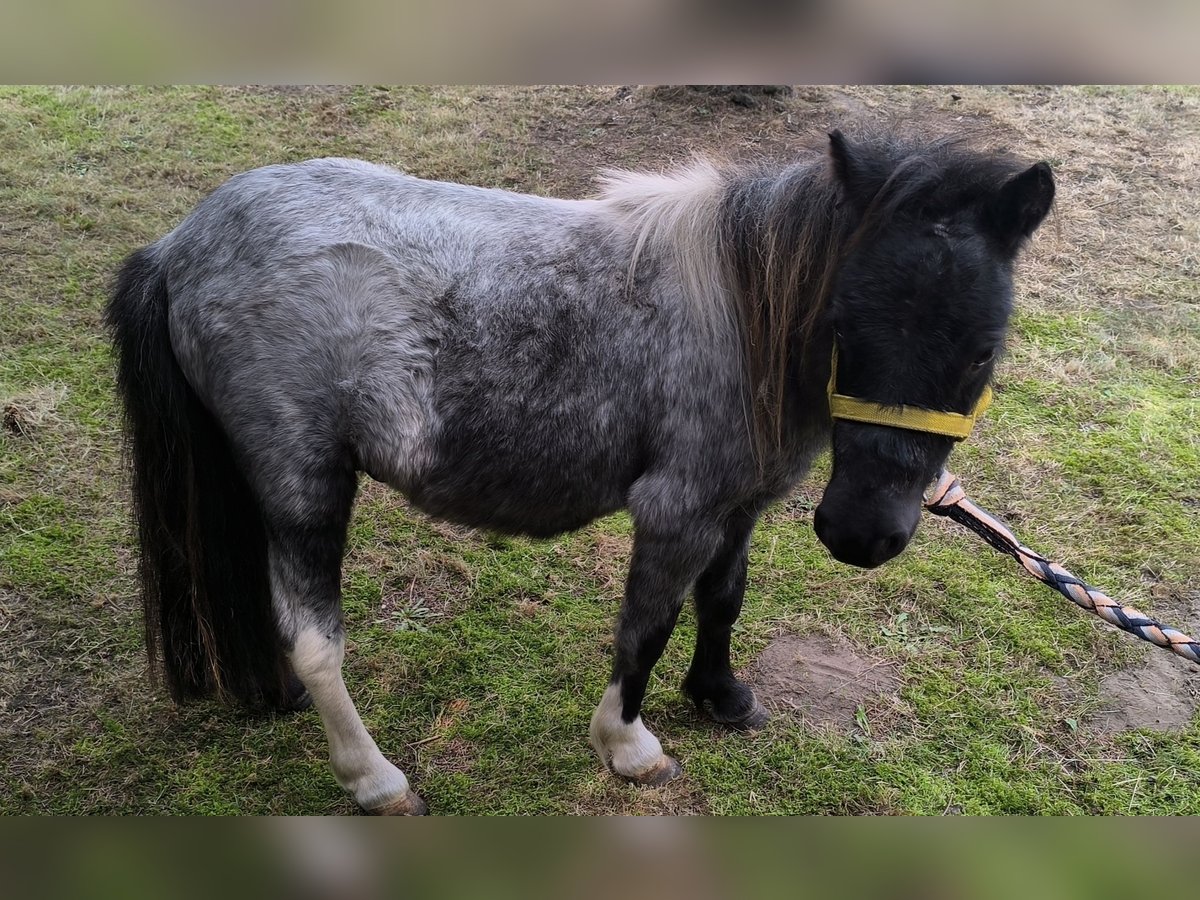 Inne kuce/małe konie Mix Ogier 2 lat 100 cm Stalowosiwy in Freren