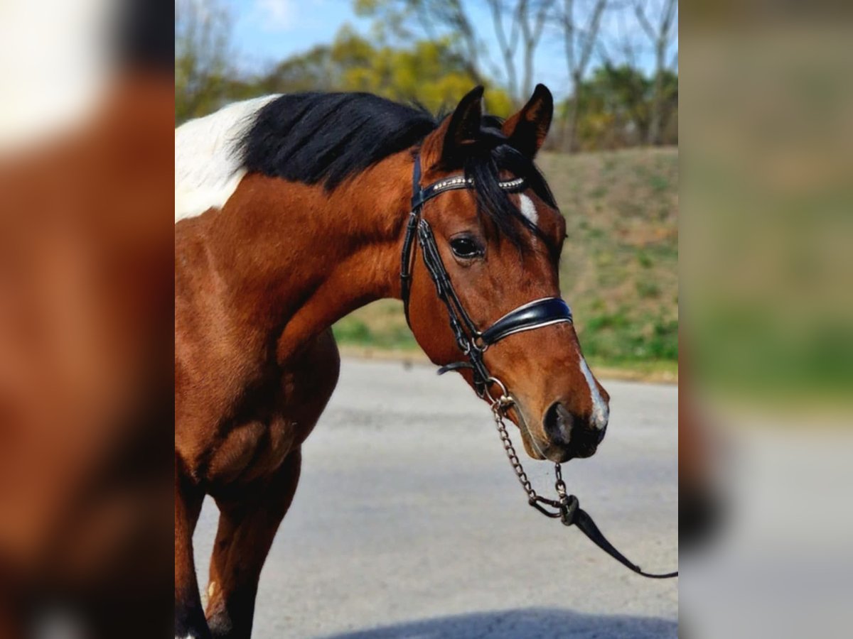 Inne kuce/małe konie Ogier 5 lat 143 cm Srokata in Gyula