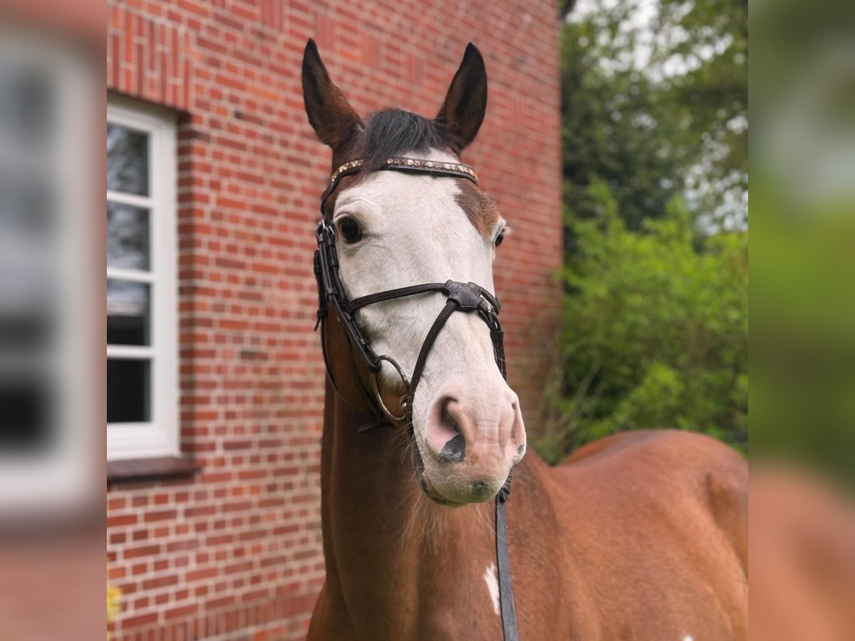 Inne kuce/małe konie Mix Wałach 11 lat 150 cm Tobiano wszelkich maści in Rotenburg (W&#xFC;mme)Hemslingen