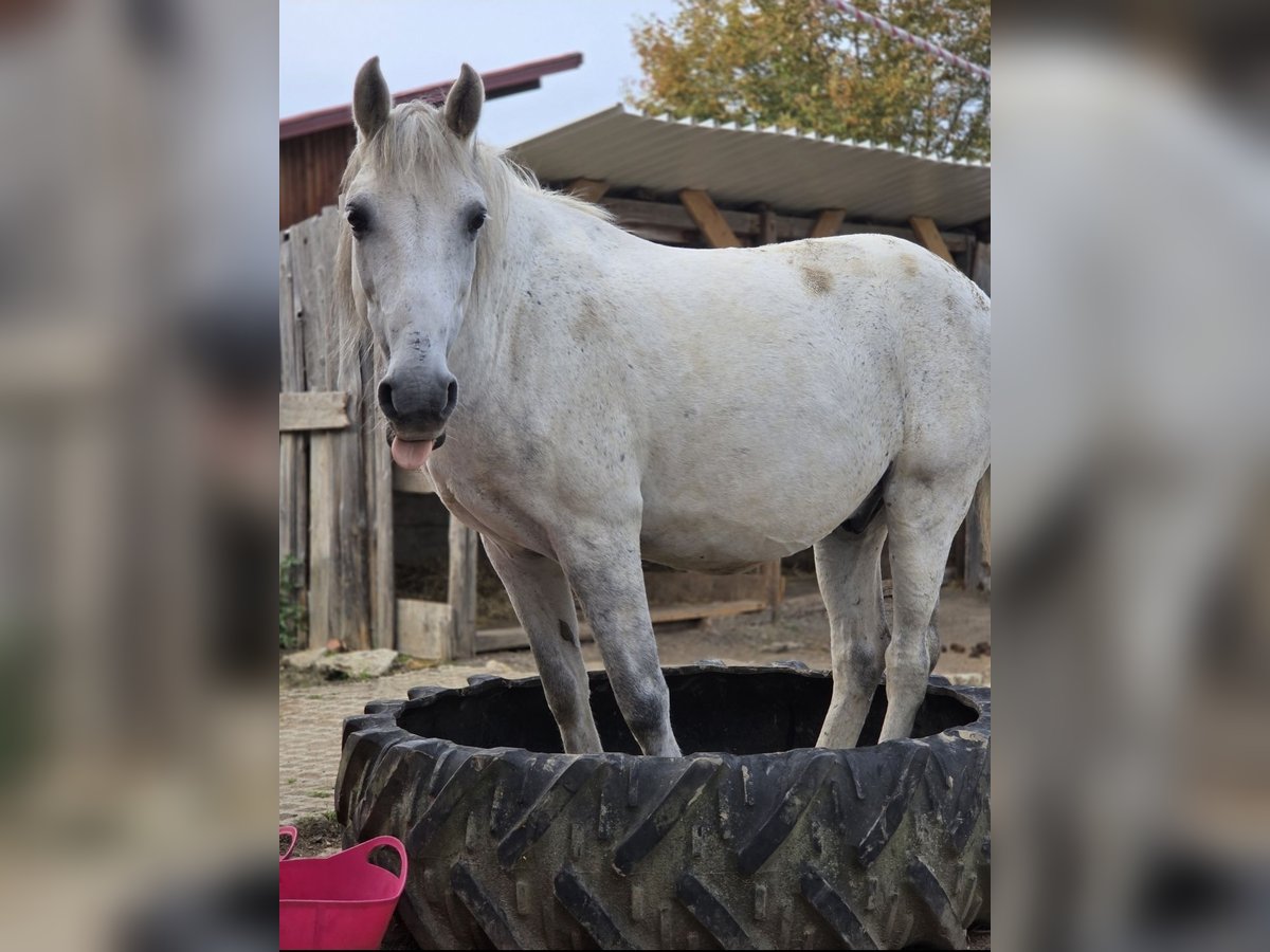 Inne kuce/małe konie Mix Wałach 12 lat 142 cm Siwa jabłkowita in Mengkofen
