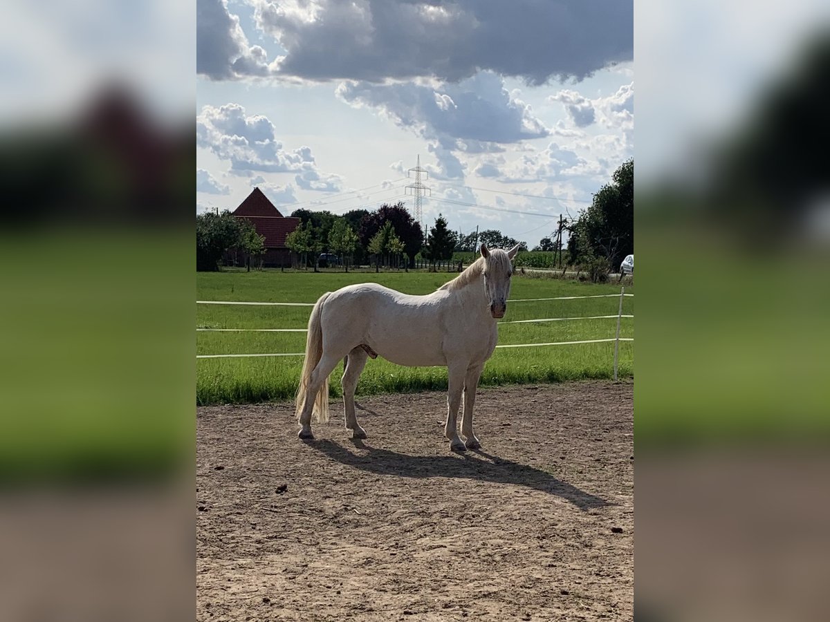 Inne kuce/małe konie Mix Wałach 13 lat 158 cm Siwa in Hilgermissen