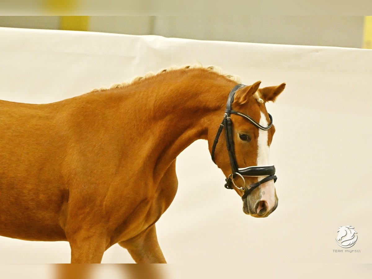 Inne kuce/małe konie Wałach 3 lat 147 cm Kasztanowata in Garsten