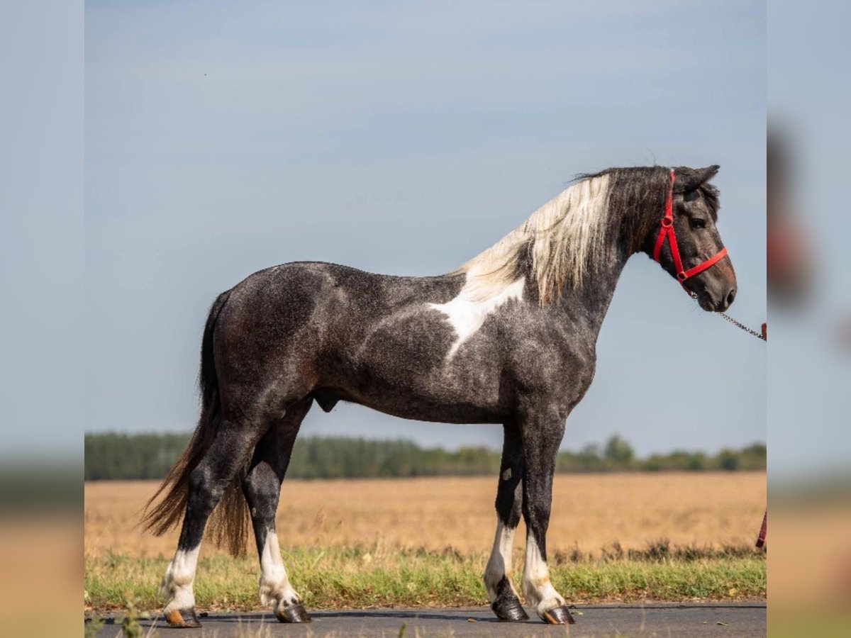 Inne kuce/małe konie Wałach 3 lat 147 cm Srokata in Rechnitz