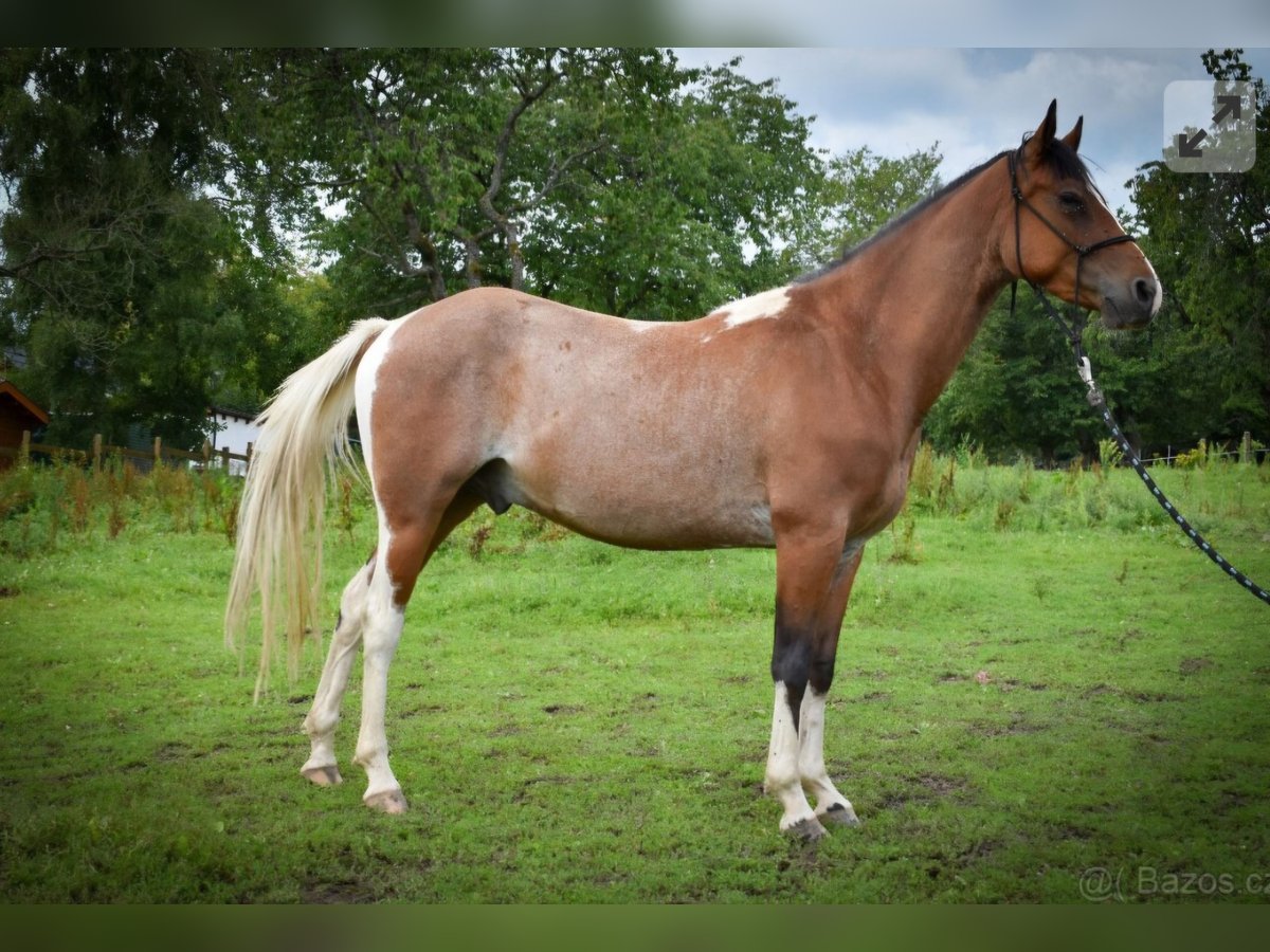 Inne kuce/małe konie Mix Wałach 3 lat 148 cm Srokata in Zakupy