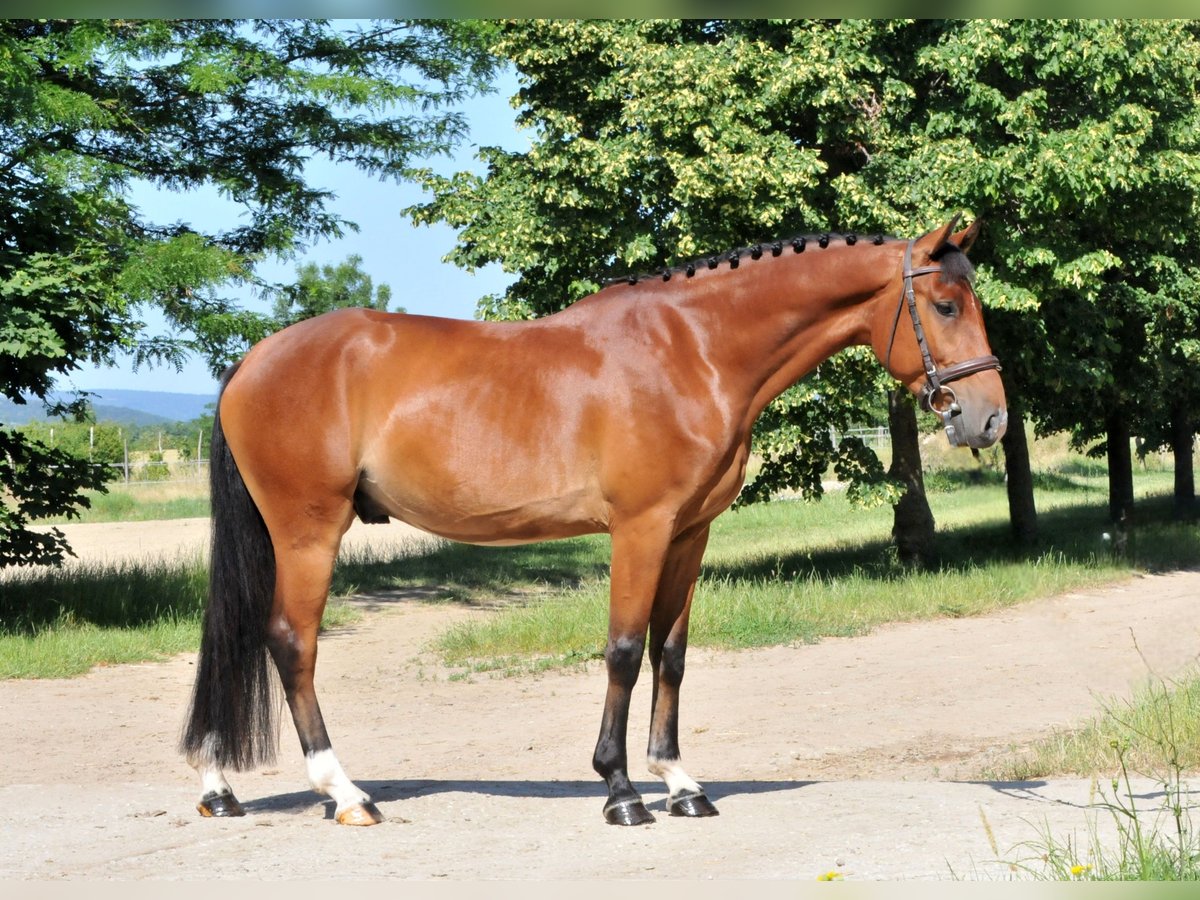 Inne kuce/małe konie Wałach 4 lat 149 cm Gniada in Schattendorf