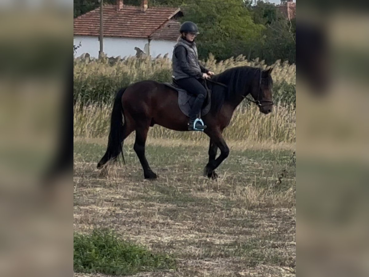 Inne kuce/małe konie Wałach 5 lat 142 cm Gniada in B&#xE9;k&#xE9;s