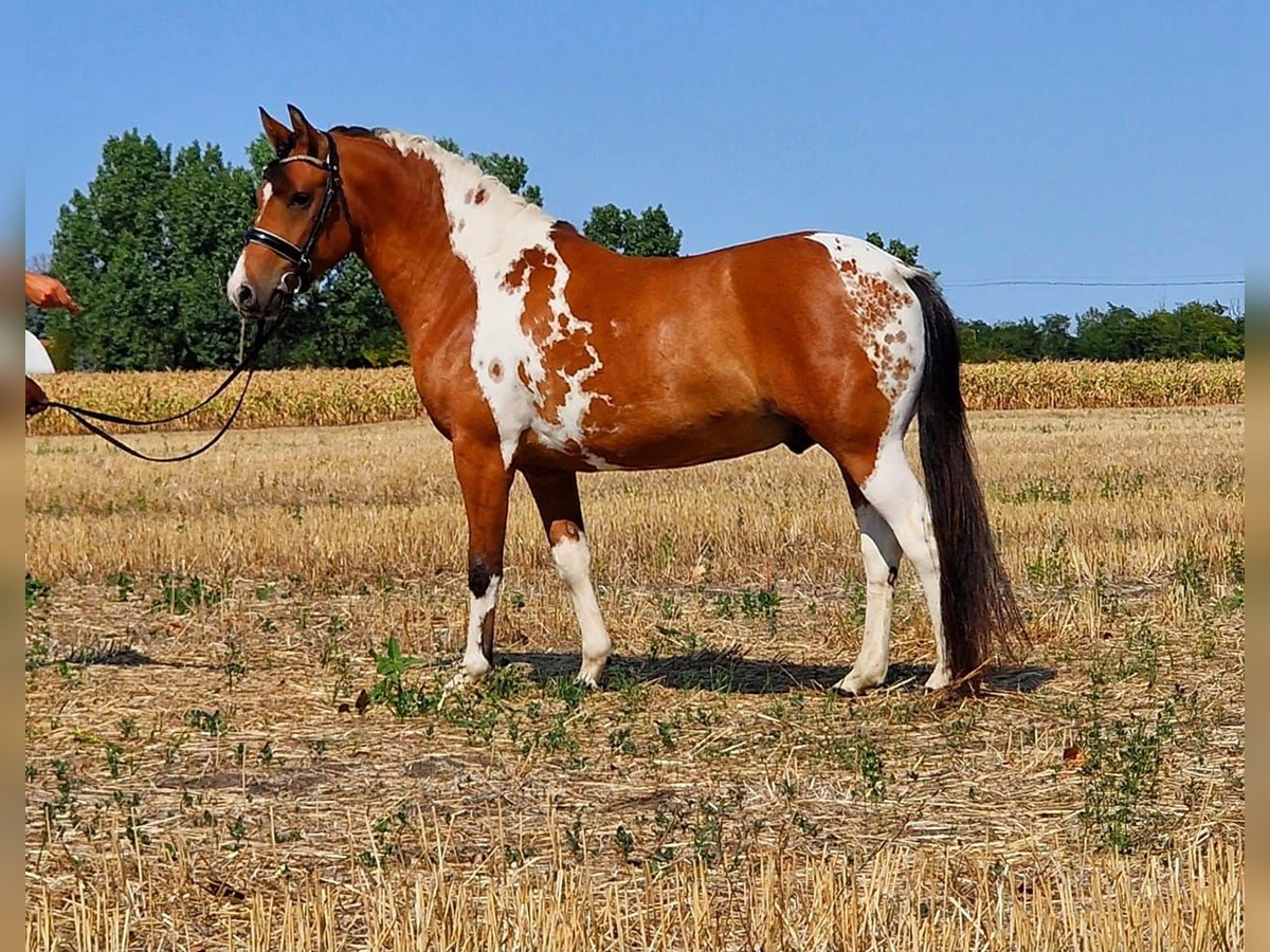 Inne kuce/małe konie Wałach 5 lat 150 cm Srokata in Rechnitz