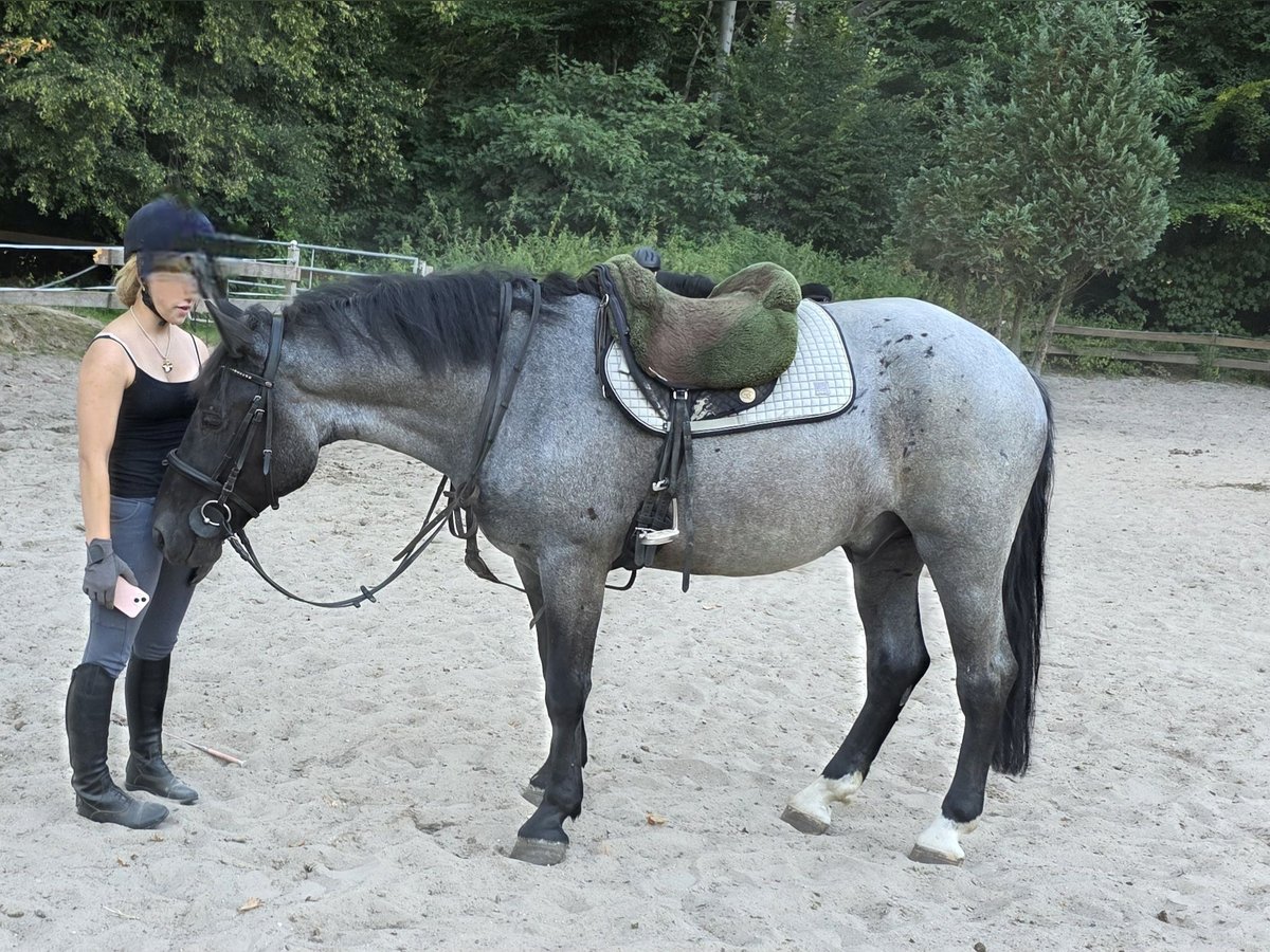 Inne kuce/małe konie Wałach 5 lat 153 cm Karosiwa in Braunschweig Inne kuce/małe konie Wałach 5 lat 153 cm Karosiwa in Braunschweig