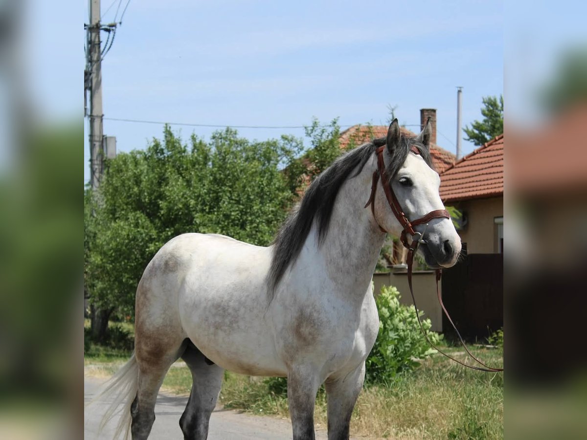Inne kuce/małe konie Wałach 5 lat 165 cm Siwa in B&#xE9;k&#xE9;s
