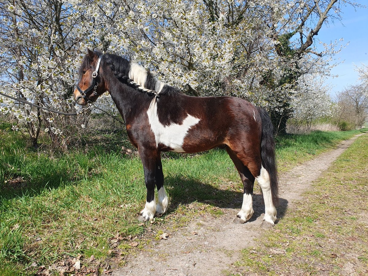 Inne kuce/małe konie Wałach 6 lat 125 cm Srokata in Eilenburg