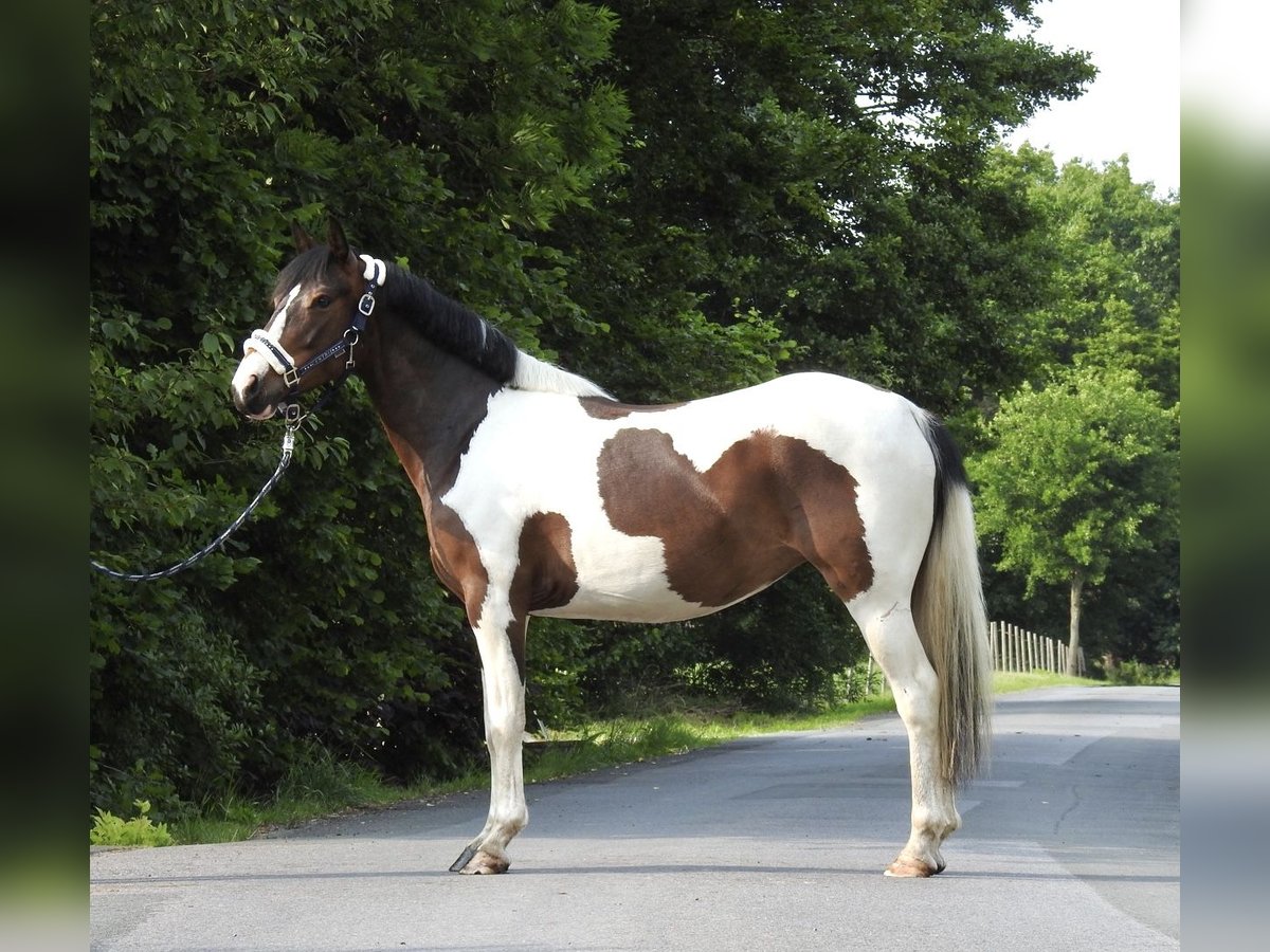 Inne kuce/małe konie Wałach 6 lat 147 cm Srokata in Verl