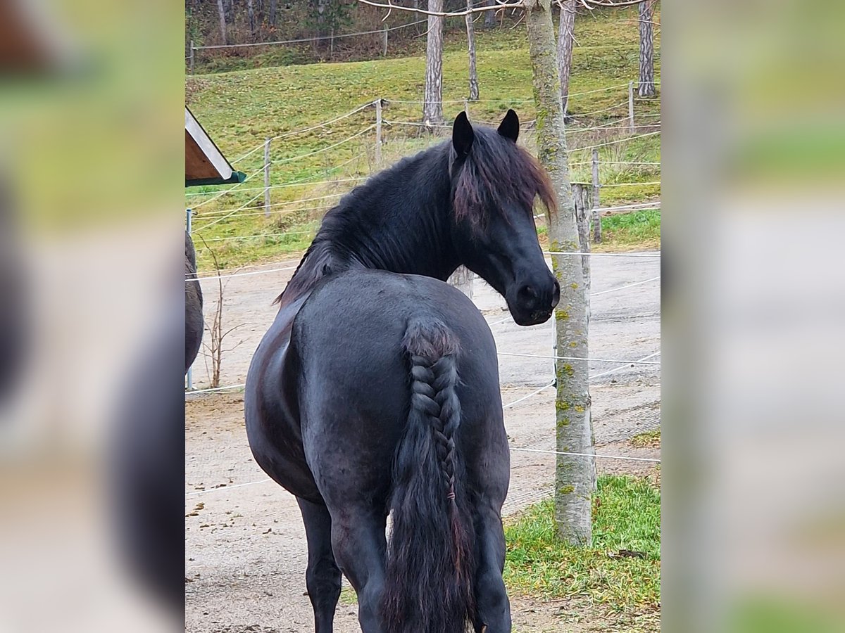 Inne kuce/małe konie Mix Wałach 6 lat 150 cm Kara in Zwinzen